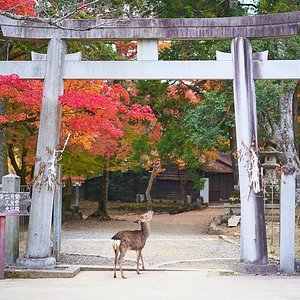 Kyoto Yokooji Movement Park - Everything to Know BEFORE You Go
