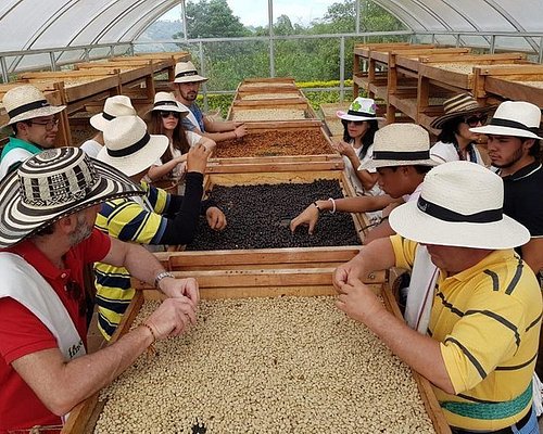 Colombian coffee farm tour and tasting in Armenia - Traveling Spoon