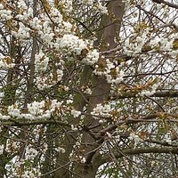 Spring blossom