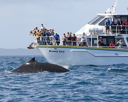 whale watching tours victoria australia
