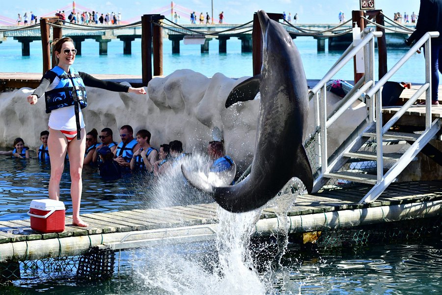 costa maya cruise port swim with dolphins