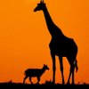 MURIFE KENYA SAFARIS