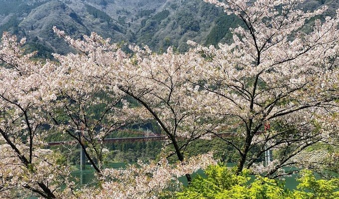 大渡ダム公園の桜（高知県仁淀川町）　⇒　ダム湖を取り囲む3000本の桜