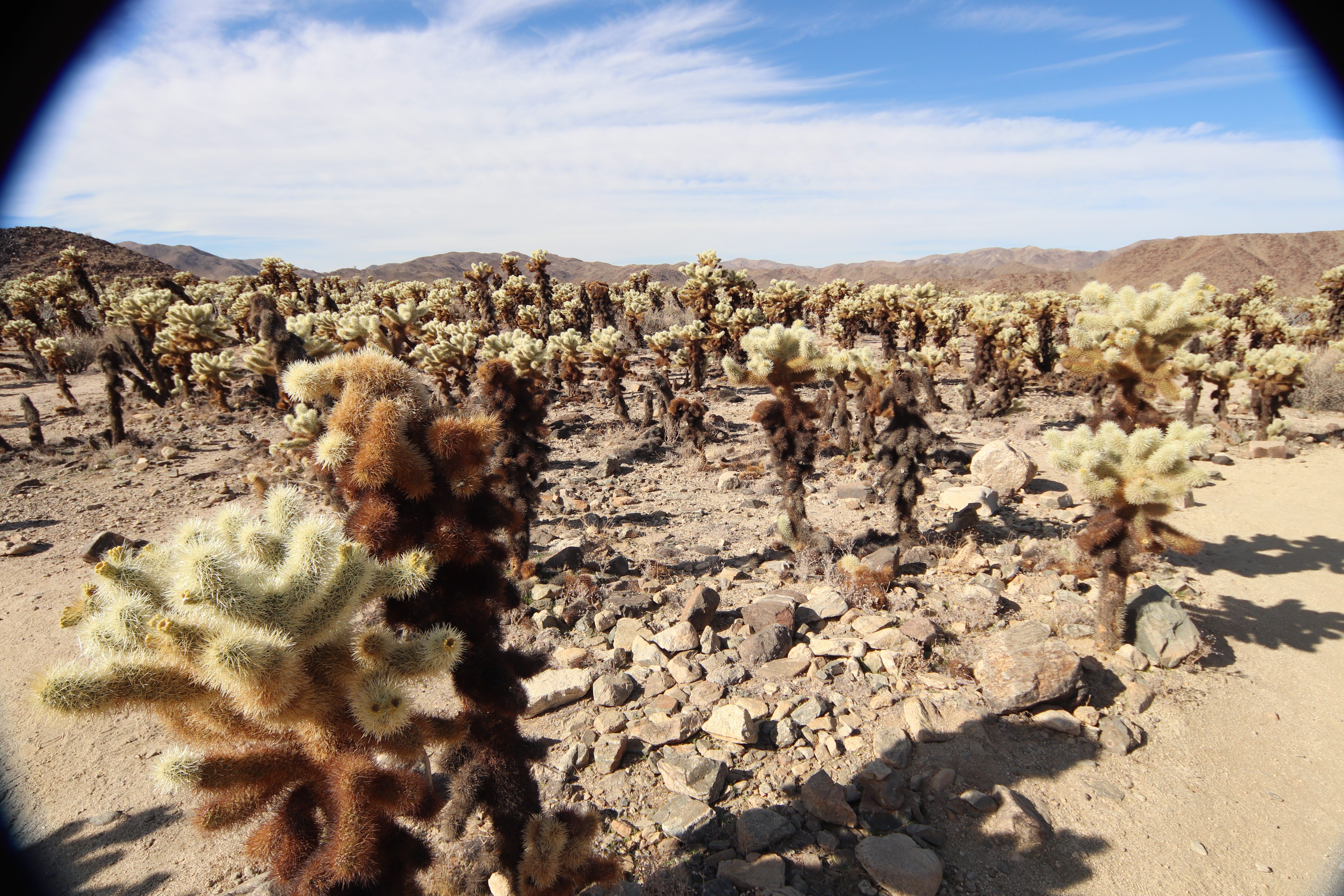 Cholla Cactus Garden All You Need To Know BEFORE You Go 2025 Amazing Cholla Cactus
