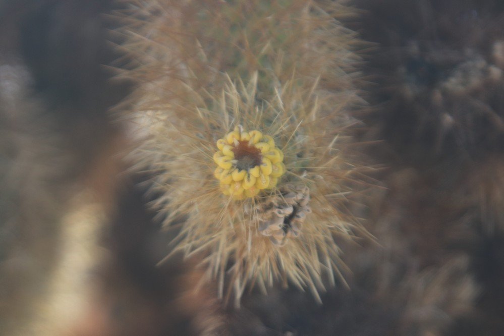 Cholla Cactus Garden All You Need To Know BEFORE You Go 2025 Last Year Flower