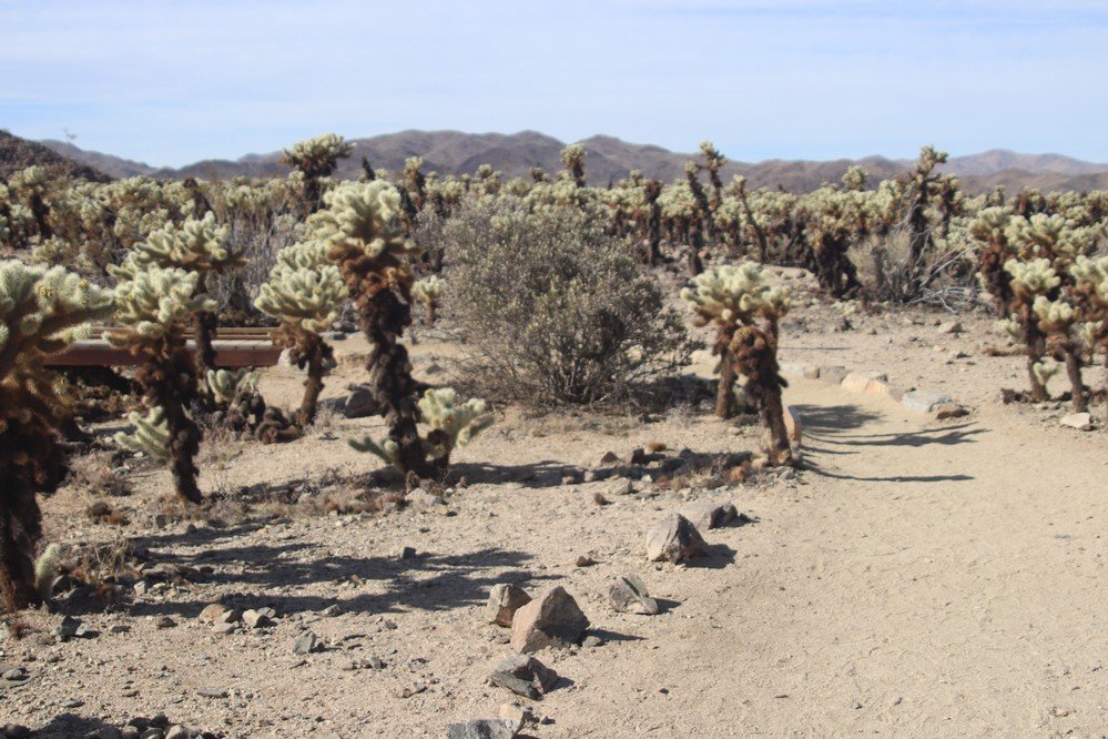 Cholla Cactus Garden All You Need To Know BEFORE You Go 2025 Lots And Lots Of Cactus