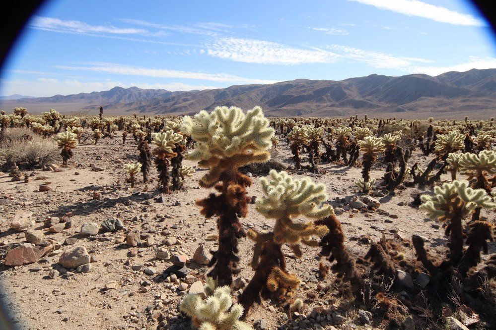 Cholla Cactus Garden All You Need To Know BEFORE You Go 2025 The Cactus And The Mountains