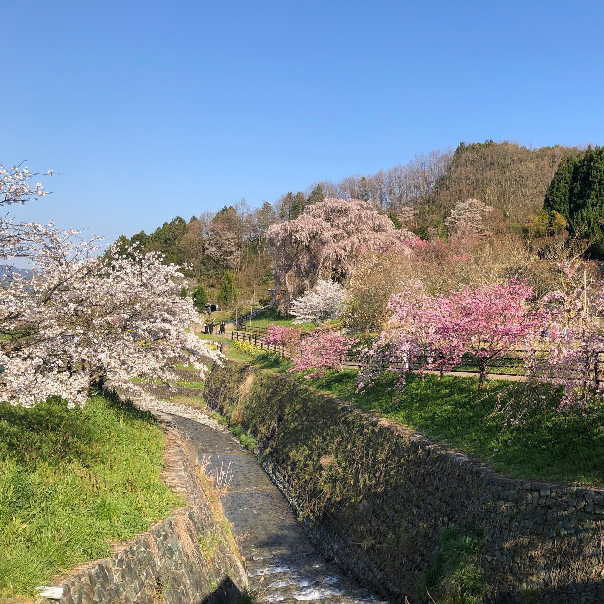 ueda fuehrsn 4月10日 その他 コレクション 奈良県の又兵衛桜が最高に美しかった 桜