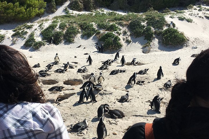 cape of good hope boulders beach tour