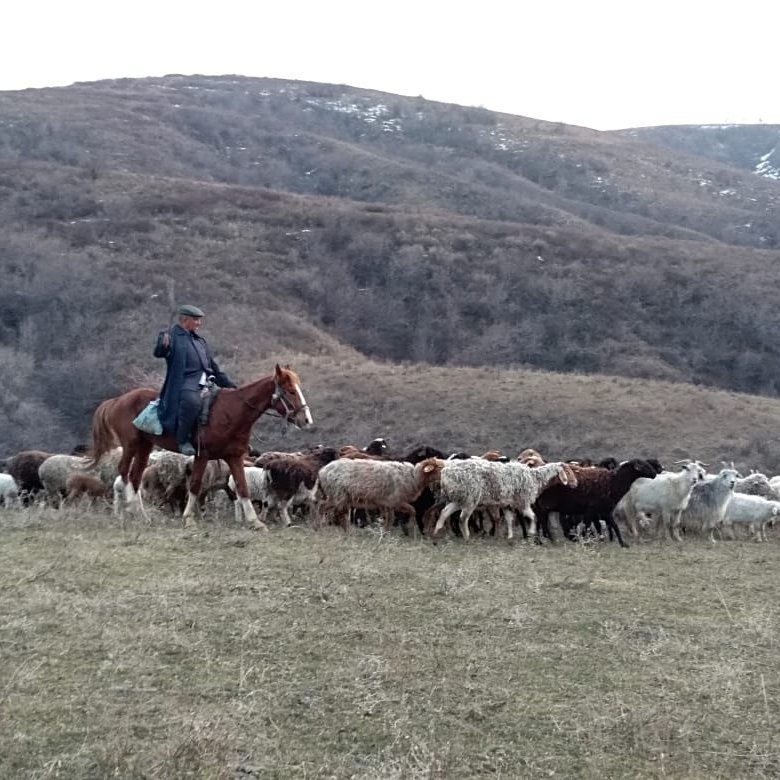 Катон карагай фото