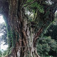 寂光寺:上野村の大椎