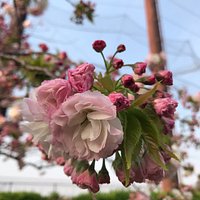 綺麗な花々が咲いています。