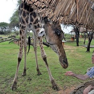 Ørken Krudt Nøgle Nguuni Nature Sanctuary (Mombasa) - 2022 All You Need to Know BEFORE You Go  (with Photos) - Tripadvisor