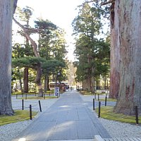 中門から見た杉の大木。どの角度から見ても美しいですね。