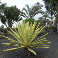 Das kann man in der nahen Umgebung, vom Sankt Catalina Park, aus sehen...