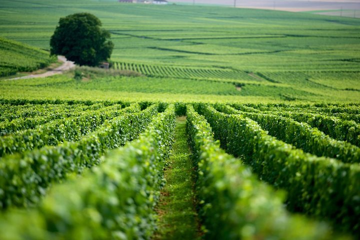 2024 Castelnuovo Del Garda Classic Wine Tasting   Caption 