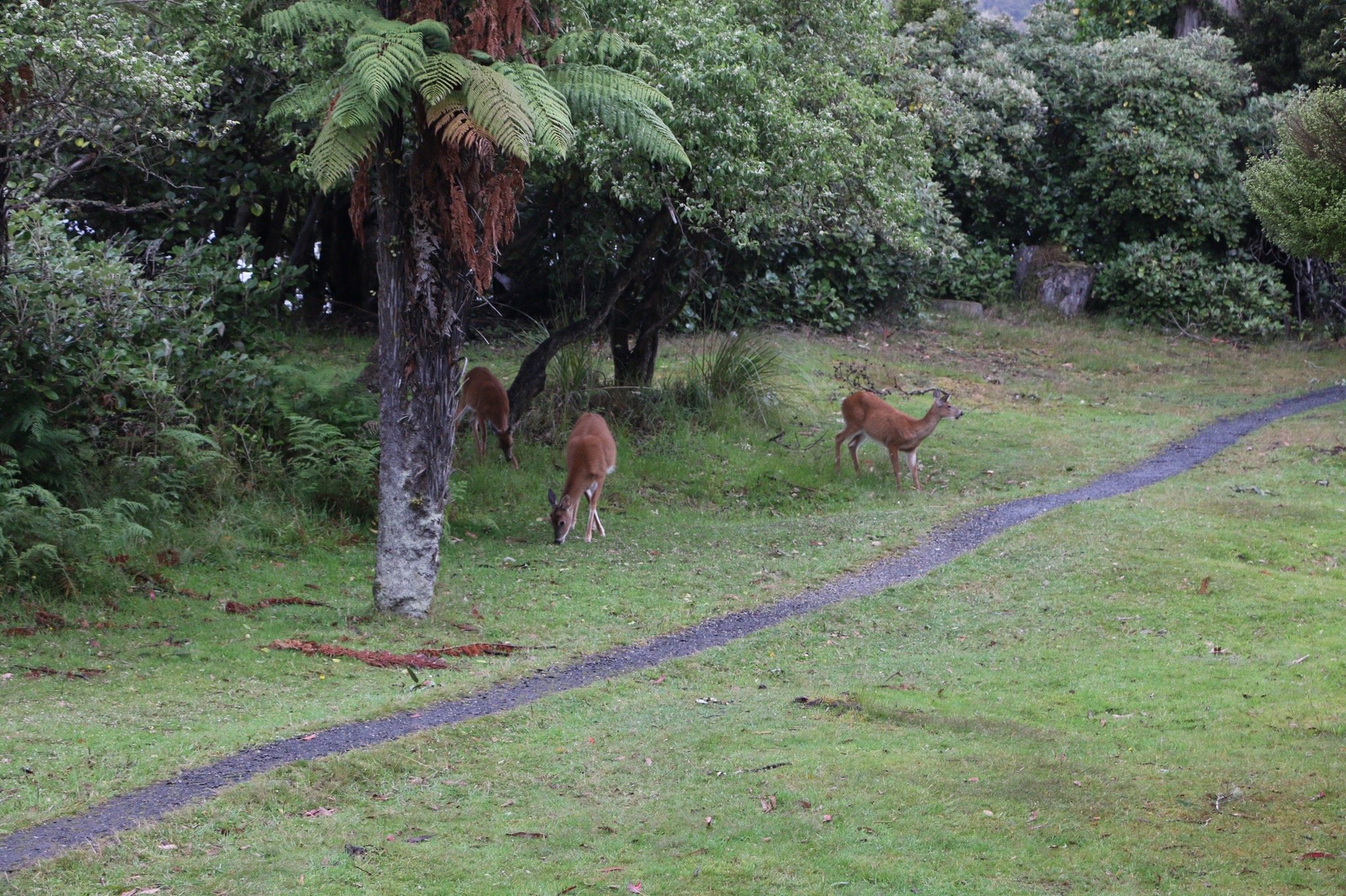 Rakiura Track (Stewart Island) - All You Need To Know BEFORE You Go