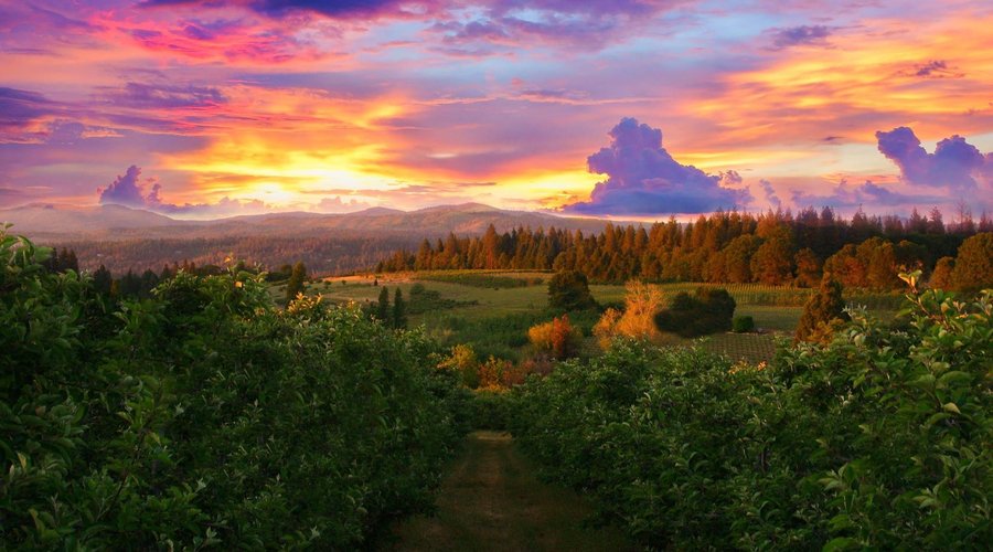 Boa Vista Orchards Sunset