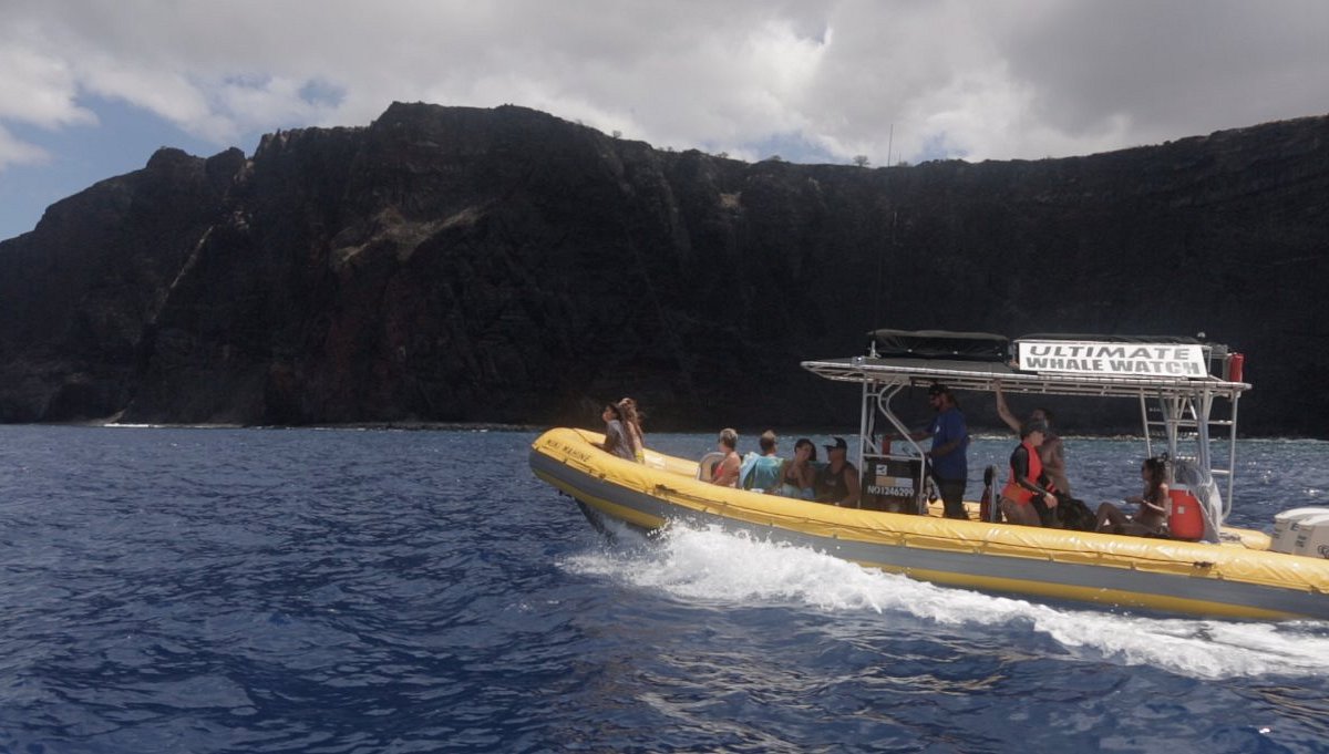 Ultimate Whale Watch & Snorkel (Lahaina) - All You Need to Know BEFORE