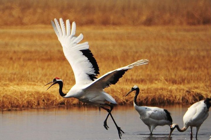 2024 Full-Day Private Tour of Zhalong Nature Reserve from Harbin