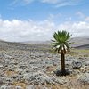 bale mountains guide