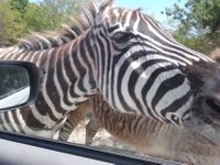 drive thru zoo morristown tn