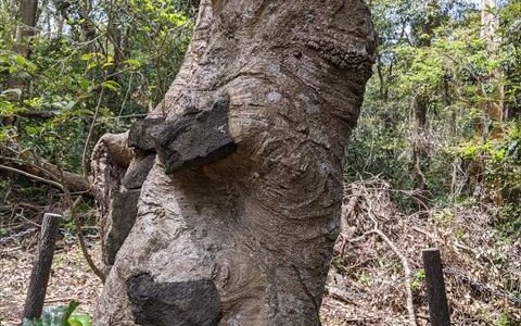 石喰いの木