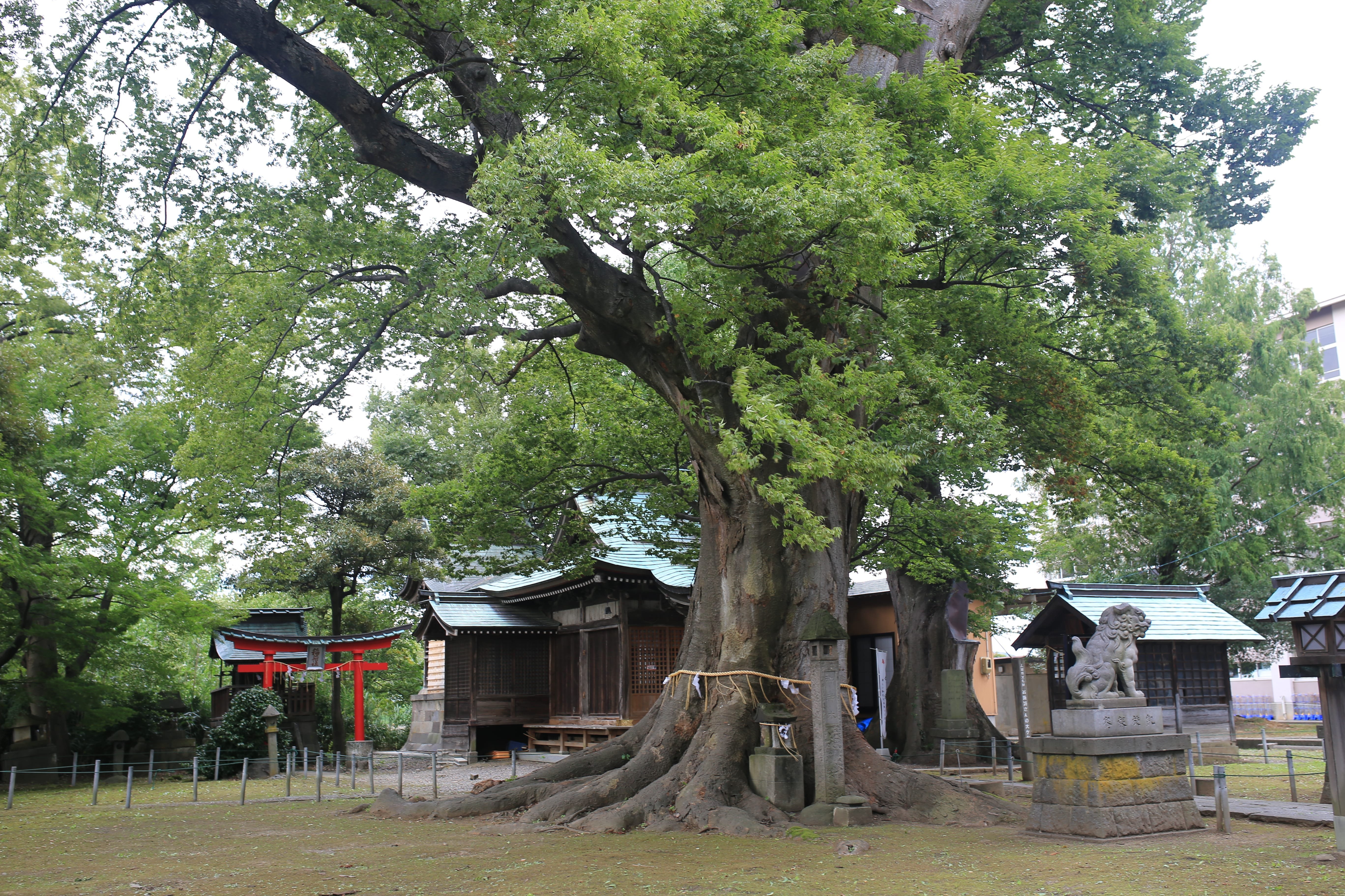 SUWA SHRINE (Joetsu) - 2022 Qué Saber Antes De Ir - Lo Más Comentado ...