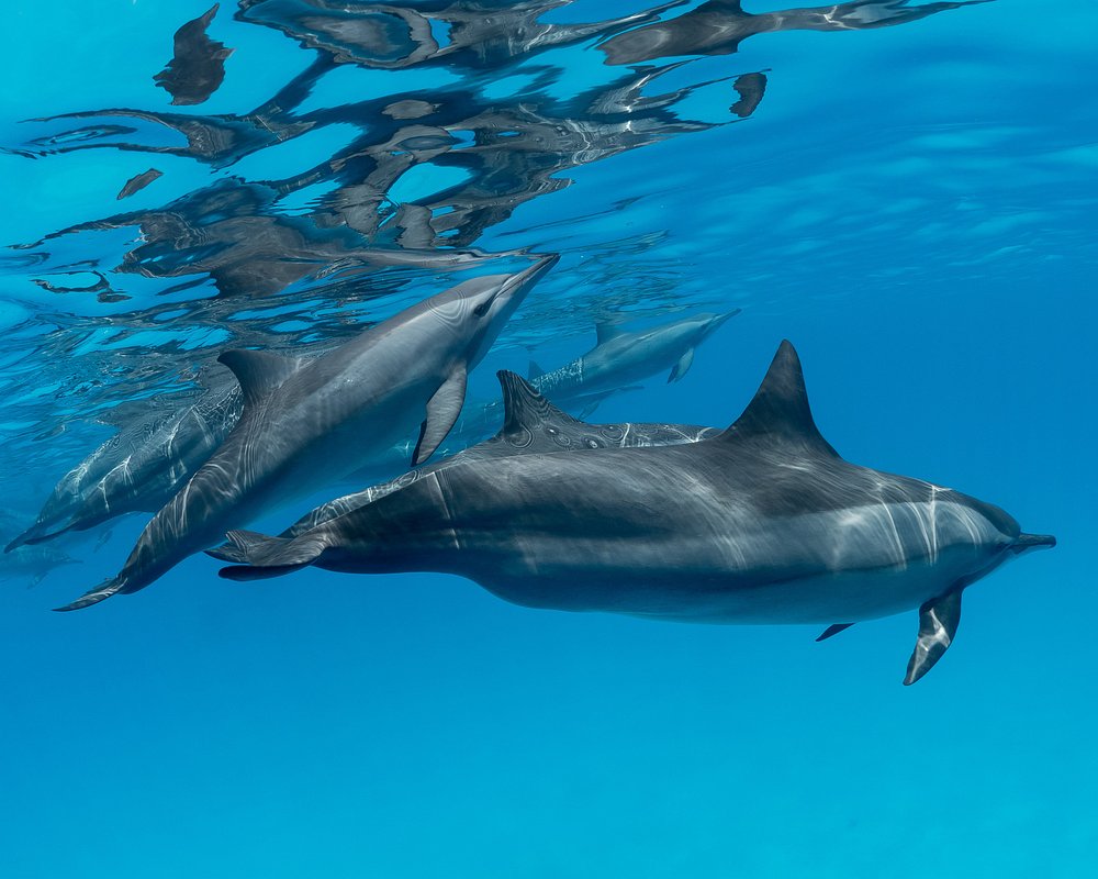 voyage egypte nager avec les dauphins