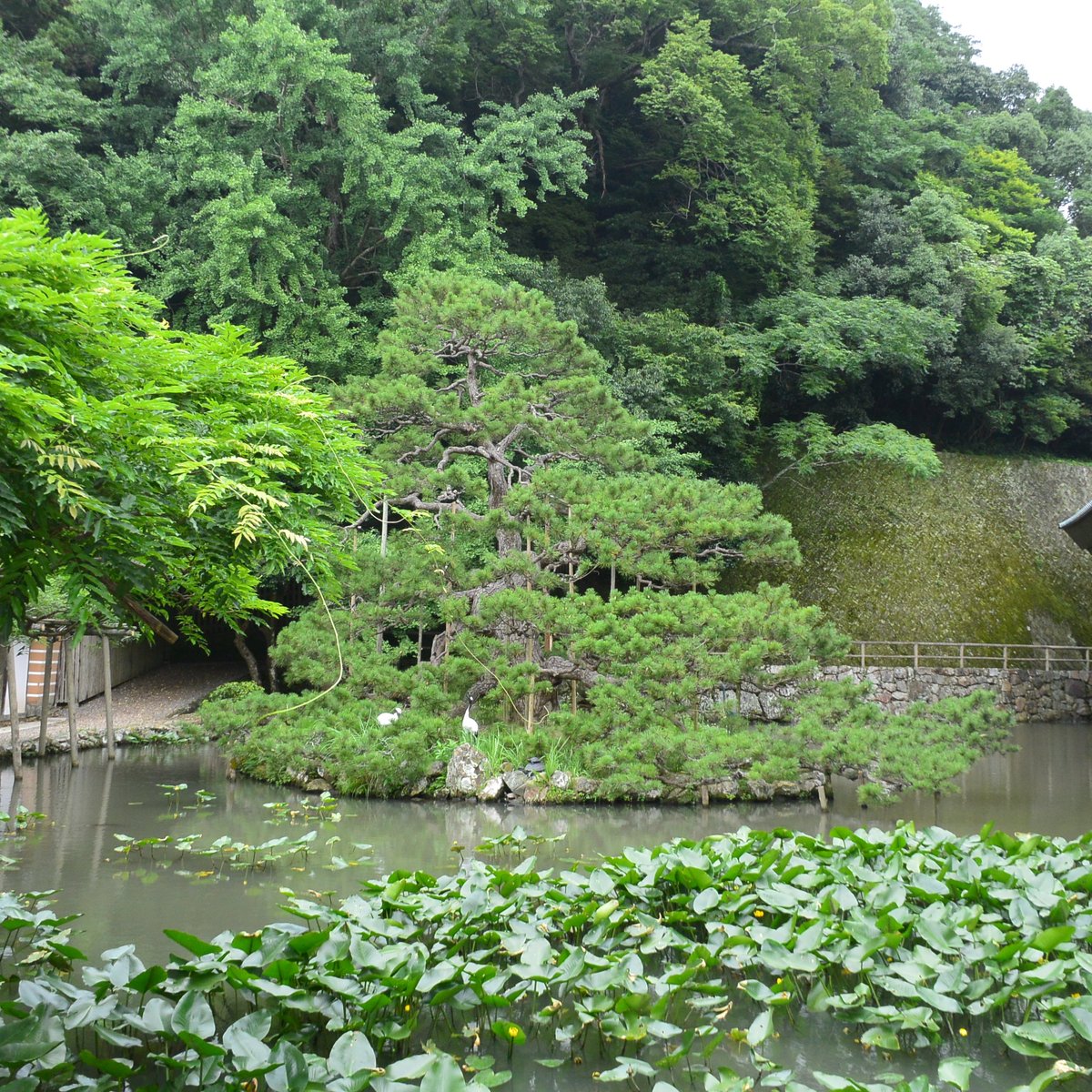 出雲 大社 鏡 の 池