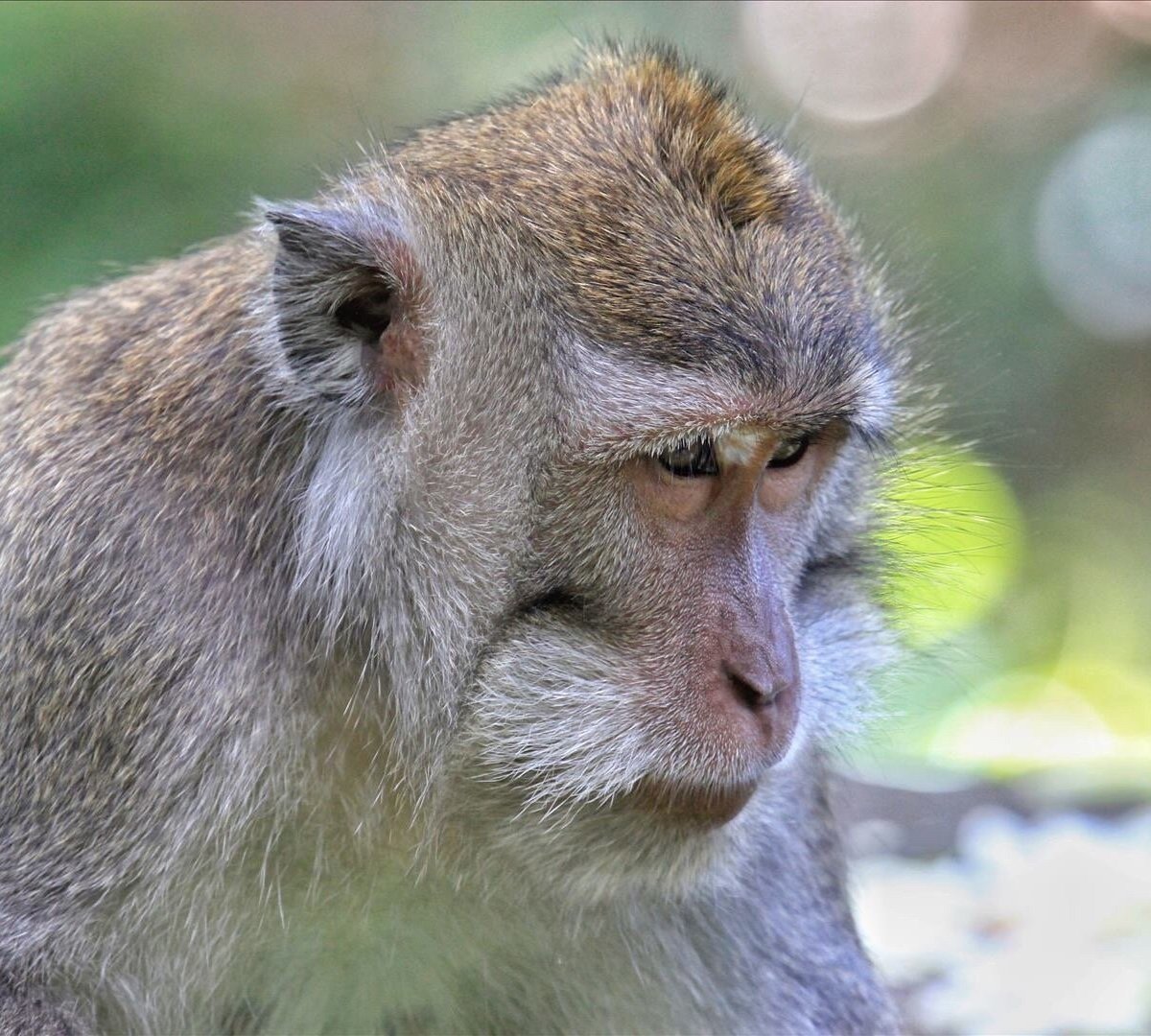 A close up picture of a balinese monkey