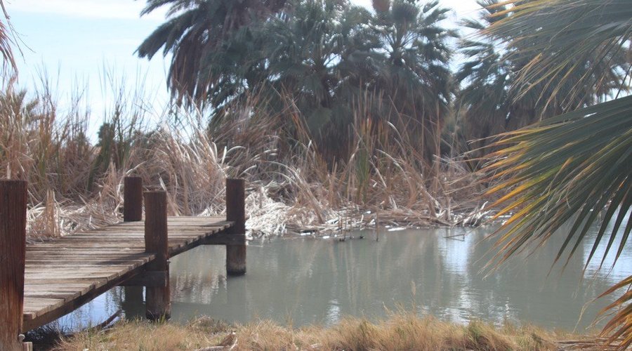 Palms trees and the Oasis.