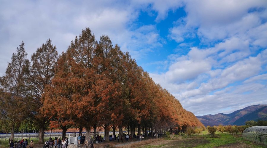 Makino Highland - Takashima - Makino Highland의 리뷰 - 트립어드바이저
