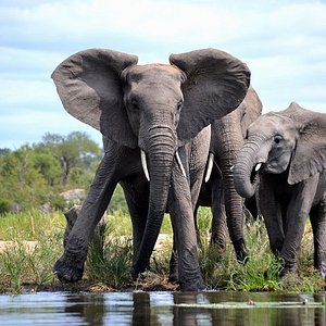 Calzoncillos Elefante Africano En El Parque Nacional Kruger