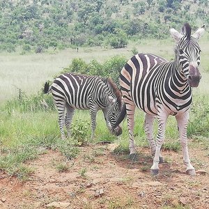 MOLOPO GAME RESERVE (North-West Province) - 2022 What to Know BEFORE You Go