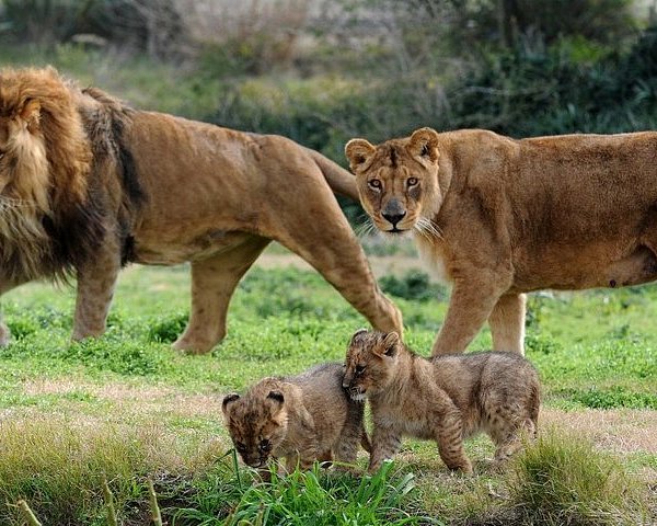 lion & safari park r512 pelindaba rd broederstroom 0240