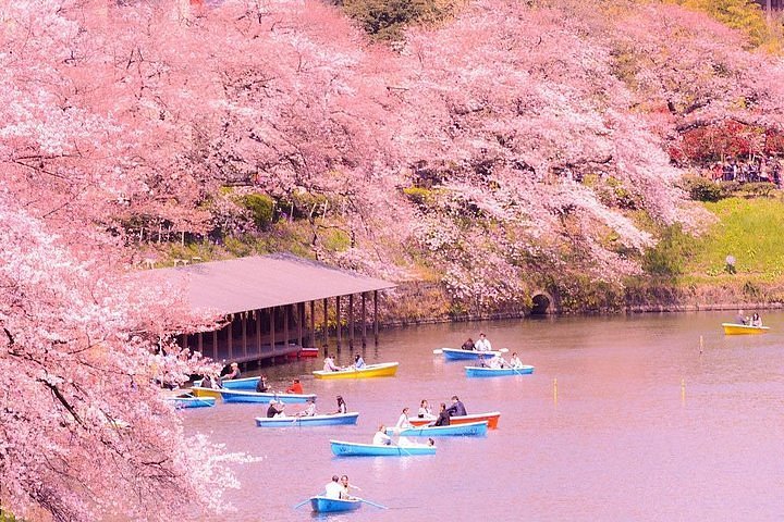 Washington, D.C. cherry blossoms: Everything you need to know about sakura  season - Tripadvisor