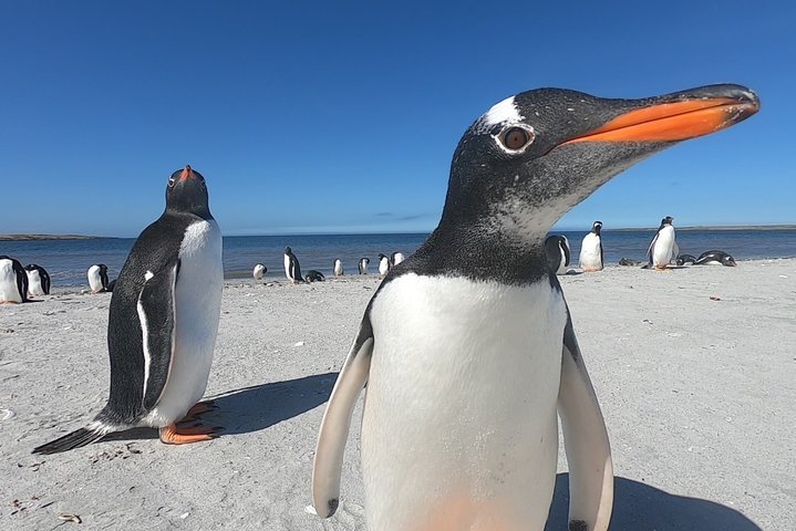 2024年 フォークランド諸島の自然・野生動物: フォークランド諸島の 5 件の自然・野生動物をチェックする - トリップアドバイザー