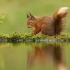 Squirrelly