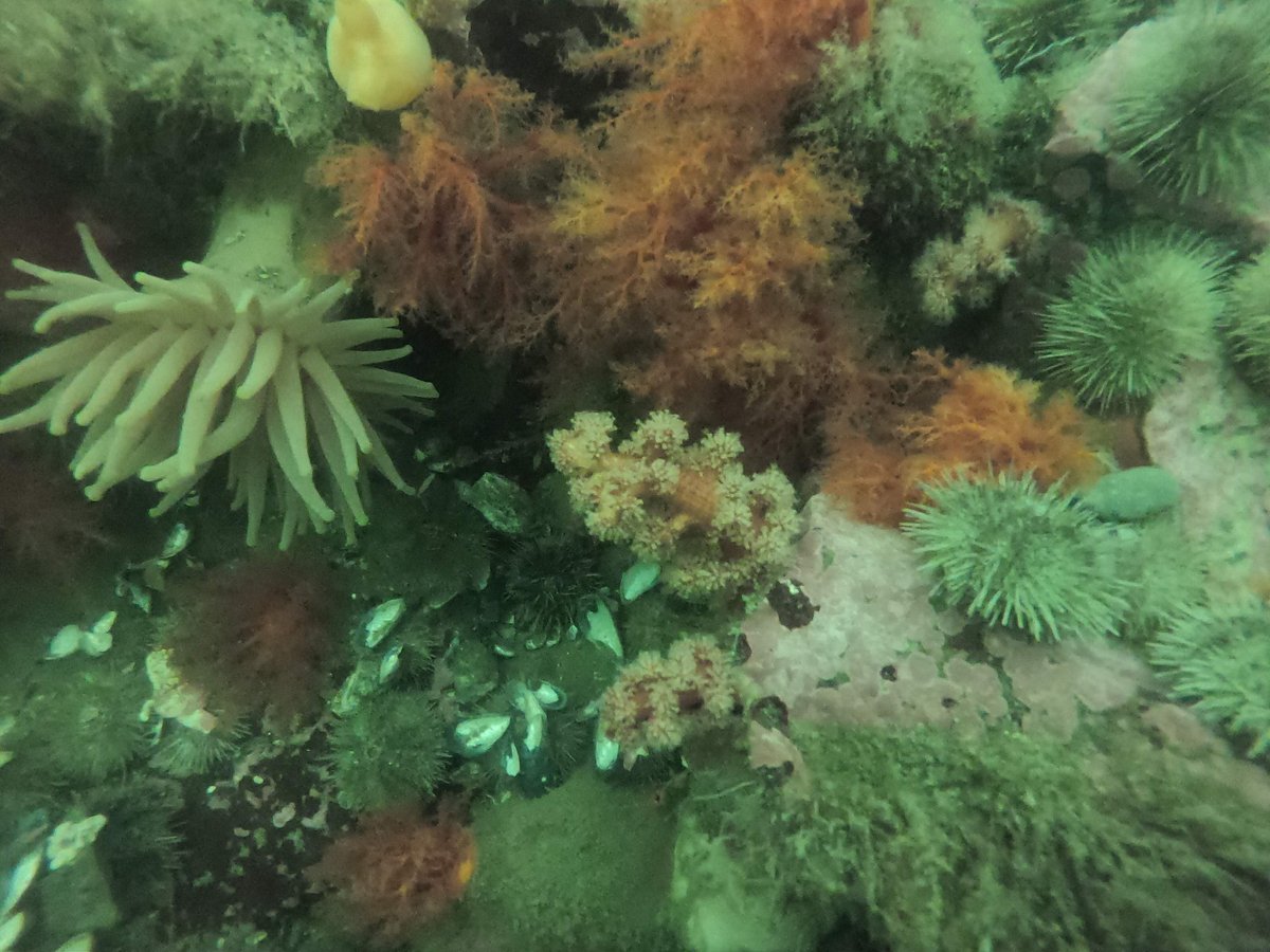 Coral Reef & Le Classique