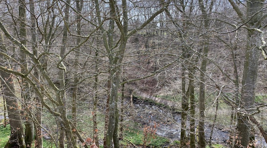 Skogen vid Rövarkulan. Foto av Micke Rehn.