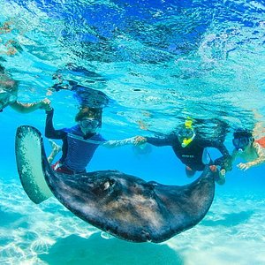 Starfish – Cayman Islands Department of Environment