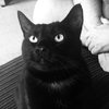 Tigcat01