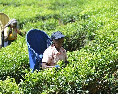 best tea plantation tour sri lanka