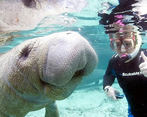‪3 Hour Swim with Manatees in Florida‬