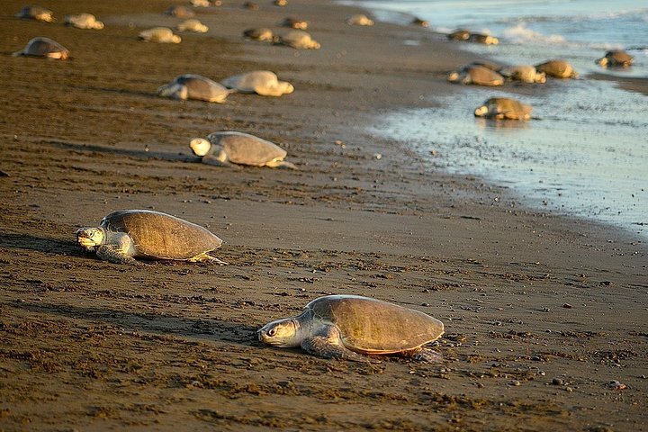 Tripadvisor | Schildpaddentocht In De Buurt Van Samara Beach Aangeboden ...