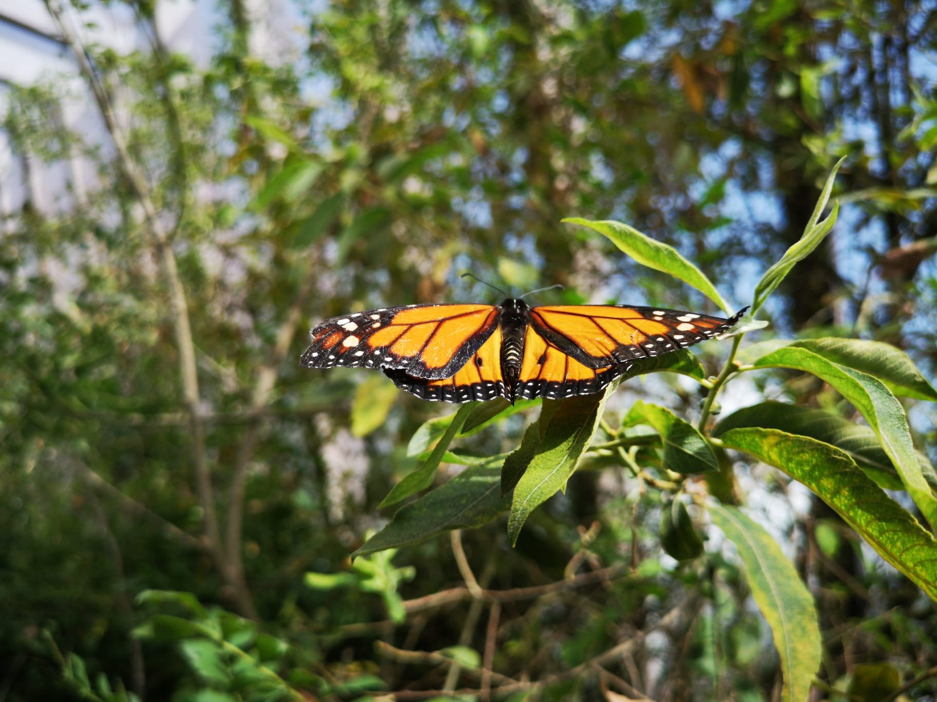 Butterfly shops Of sintra