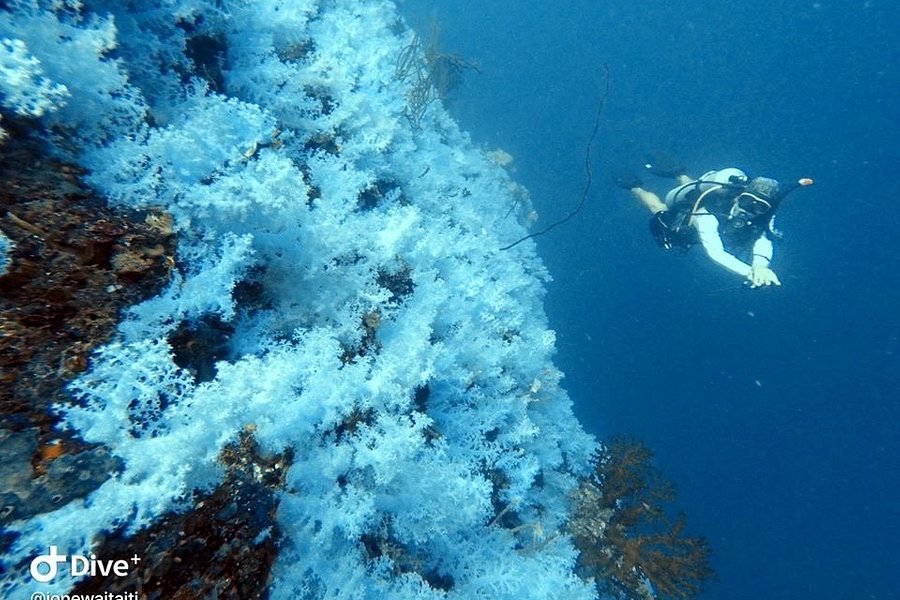 Dive Academy Fiji image