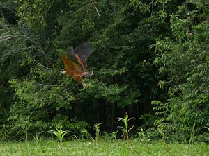 ECOLOGICAL JUNGLE TRIPS (NAUTA, PERU): 329 fotos, comparação de preços e  avaliações - Tripadvisor