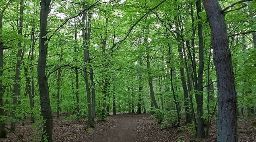 Tagen under vår promenad i den gula slingan som är ca 4,2 km lång. Så härligt.